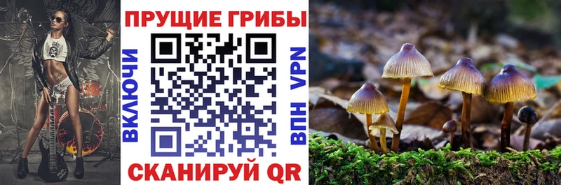 Псилоцибиновые грибы Psilocybe купить Трубчевск